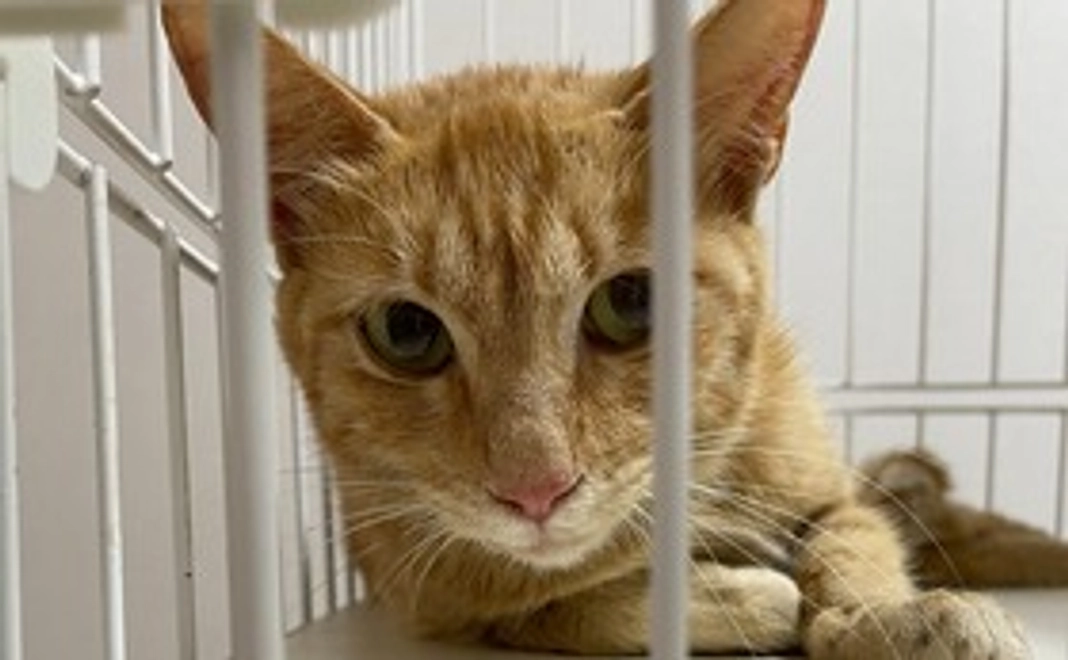 保護猫ちゃんご支援①