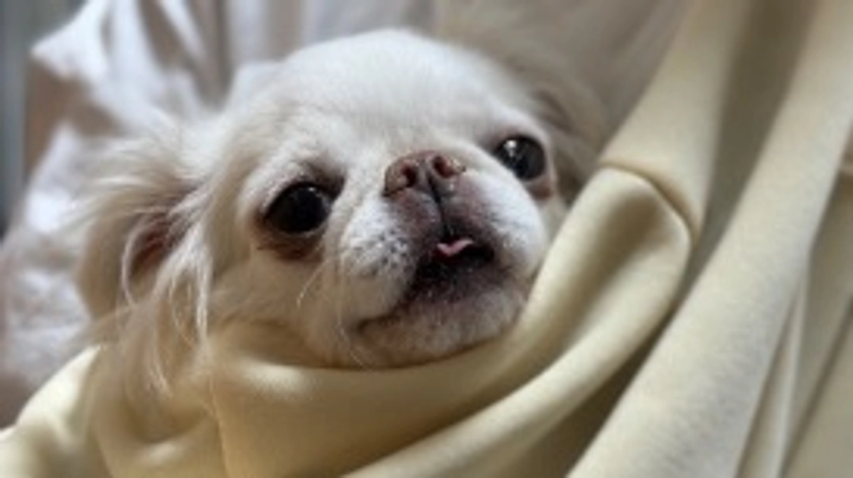 今日のこむぎの様子です🐶