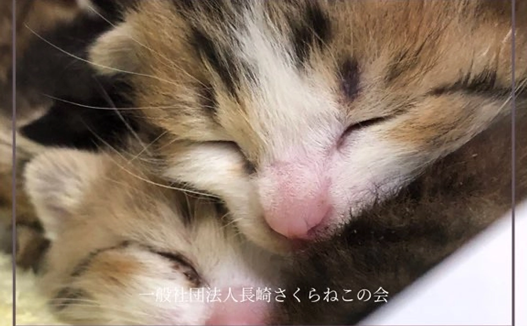 全力応援コース君と一緒に