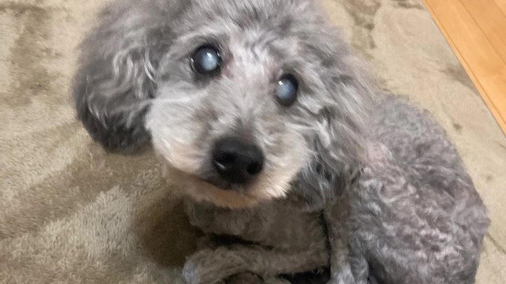 ボンくんの目に光を