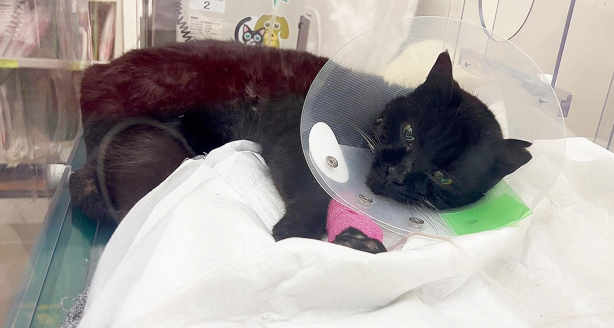 プロジェクト実行責任者のユーチューブチャンネルです