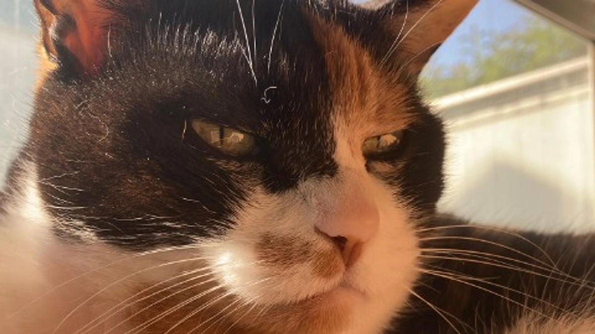 ■活動報告_16：本日の通院報告とご支援のお願い