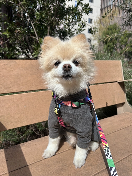 28/59 ☆ ハーネスやトリミングに思いを馳せて