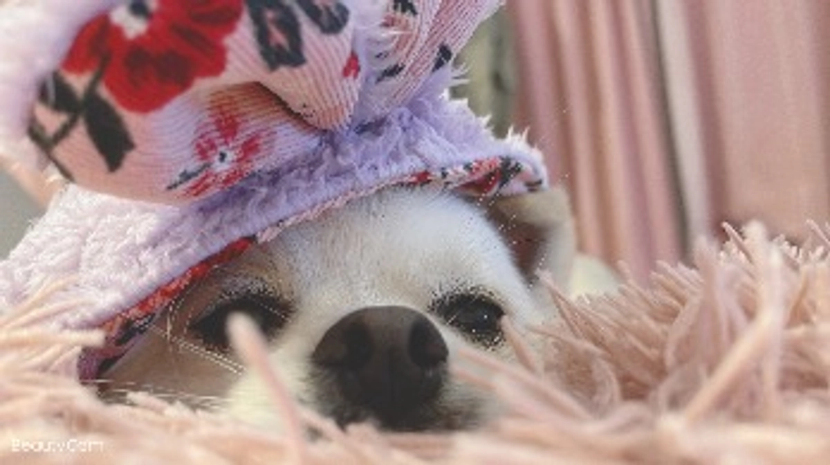 🆘🆘残り4日🆘🆘