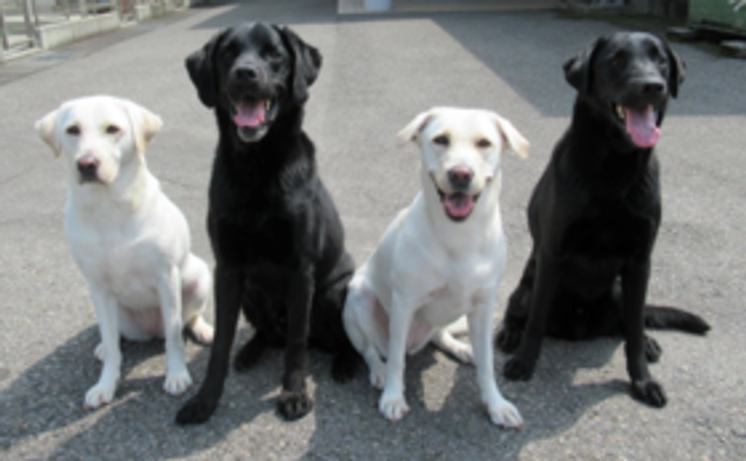 ①【税額控除対象】盲導犬応援コース(3,000円)