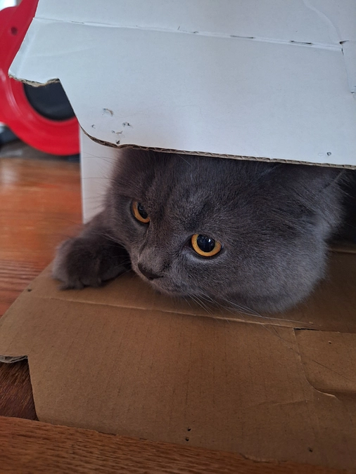 ポンちゃんのこと