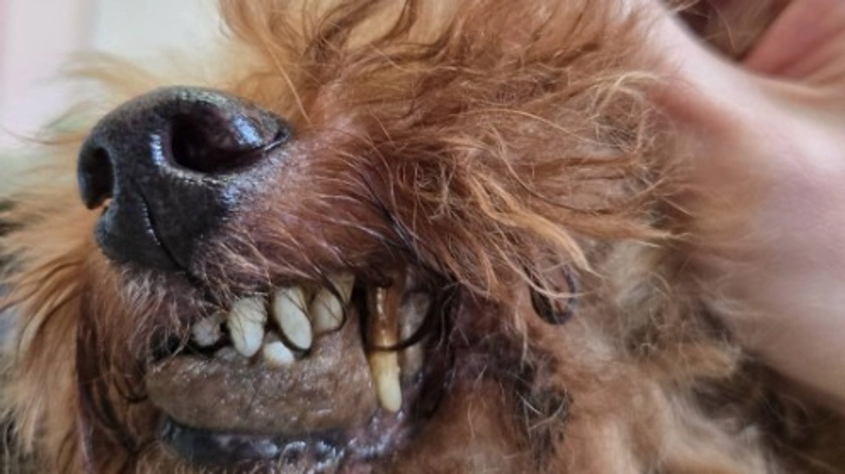 【緊急保護】お盆なのに、どこも断る飼育放棄の依頼が入ります！しかも色々悲しい！