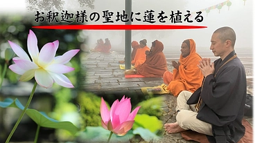 お釈迦様の聖地に蓮を植える のトップ画像