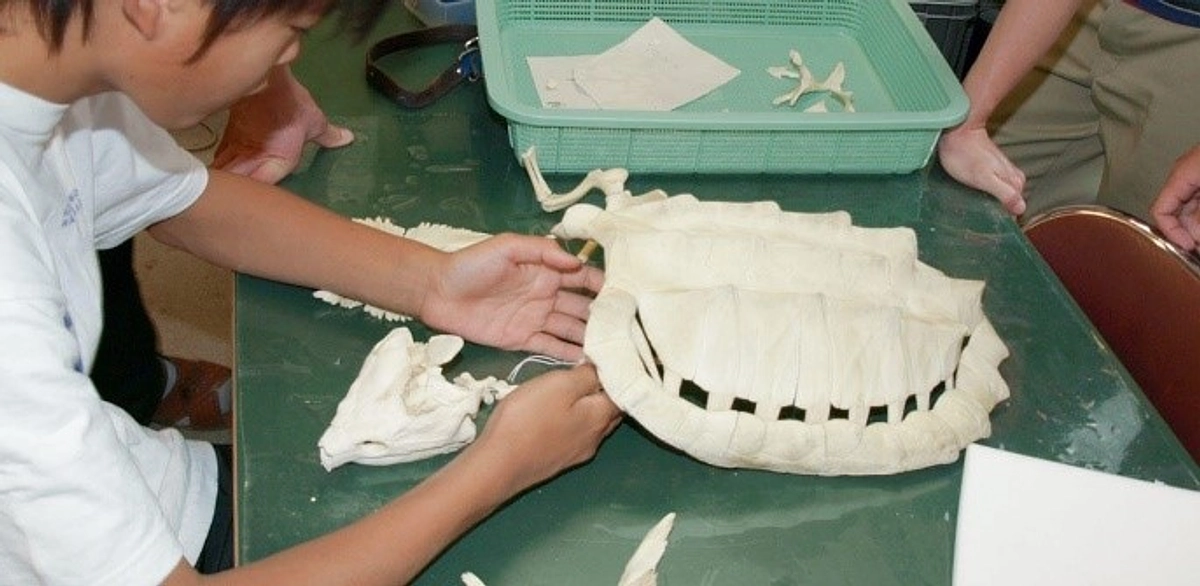 【博物館活動に参加してみませんか①】はしかけ制度