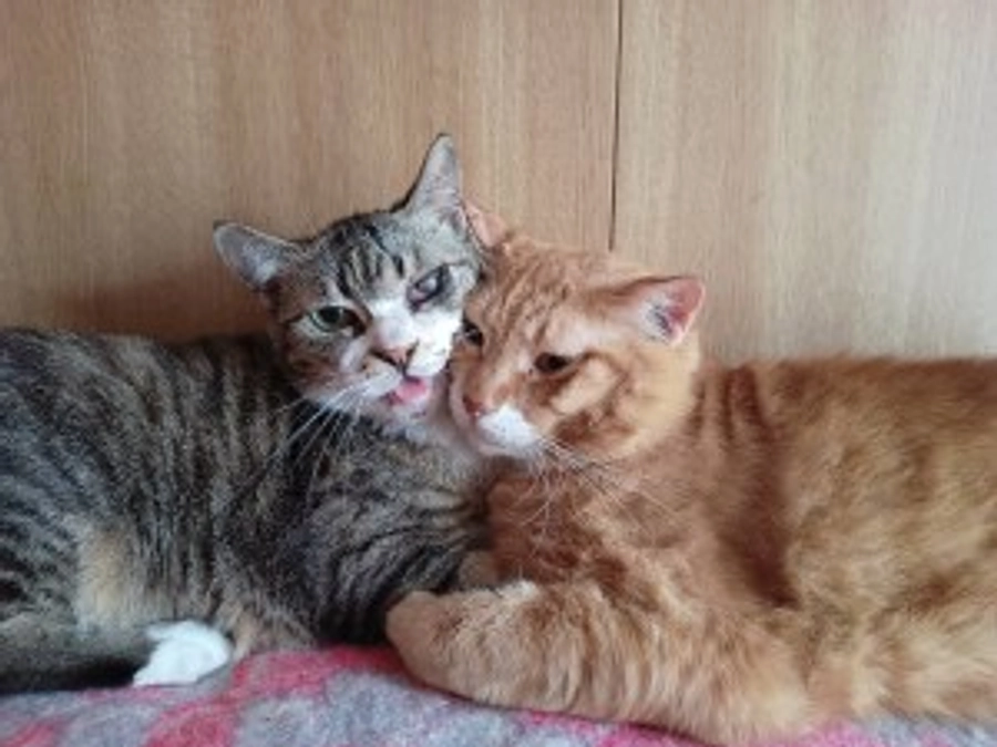 シェルターの猫たち　｜　ネクストゴールに向けてのお願い 　|　譲渡会のご案内