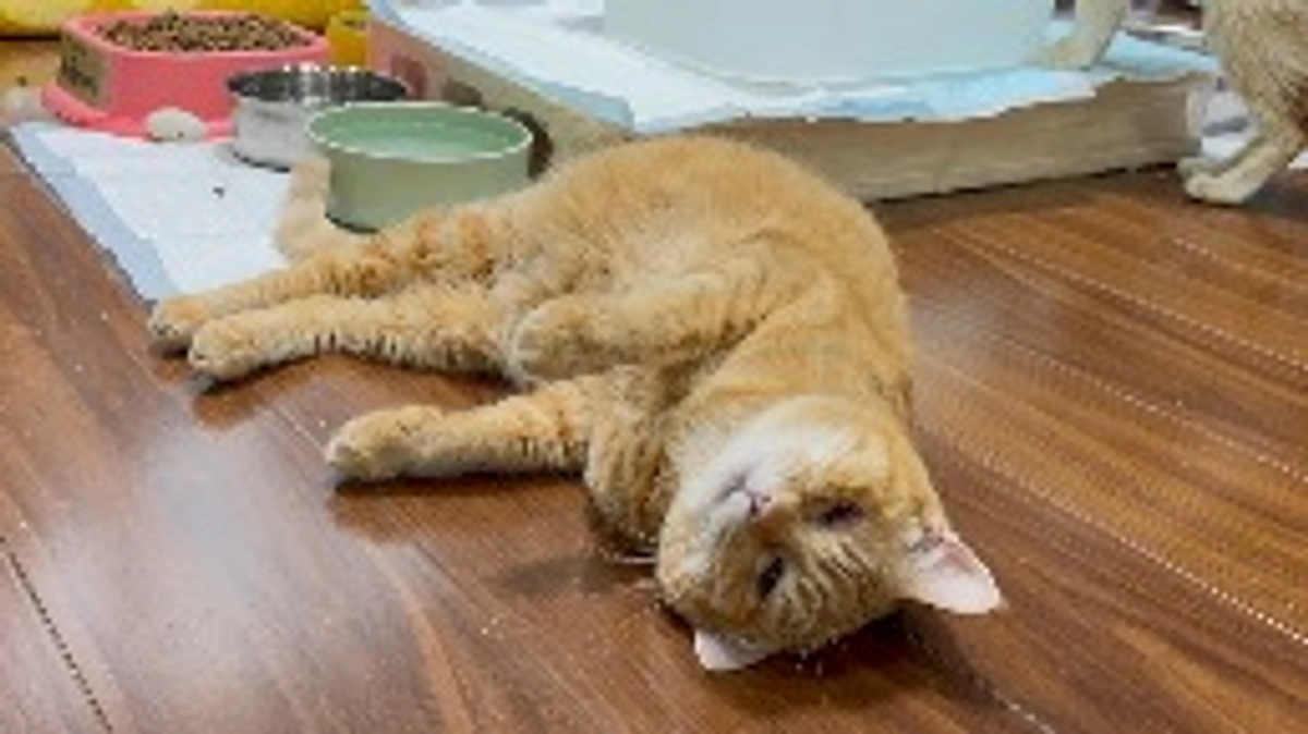 喘息のちゃいろちゃんのお話です