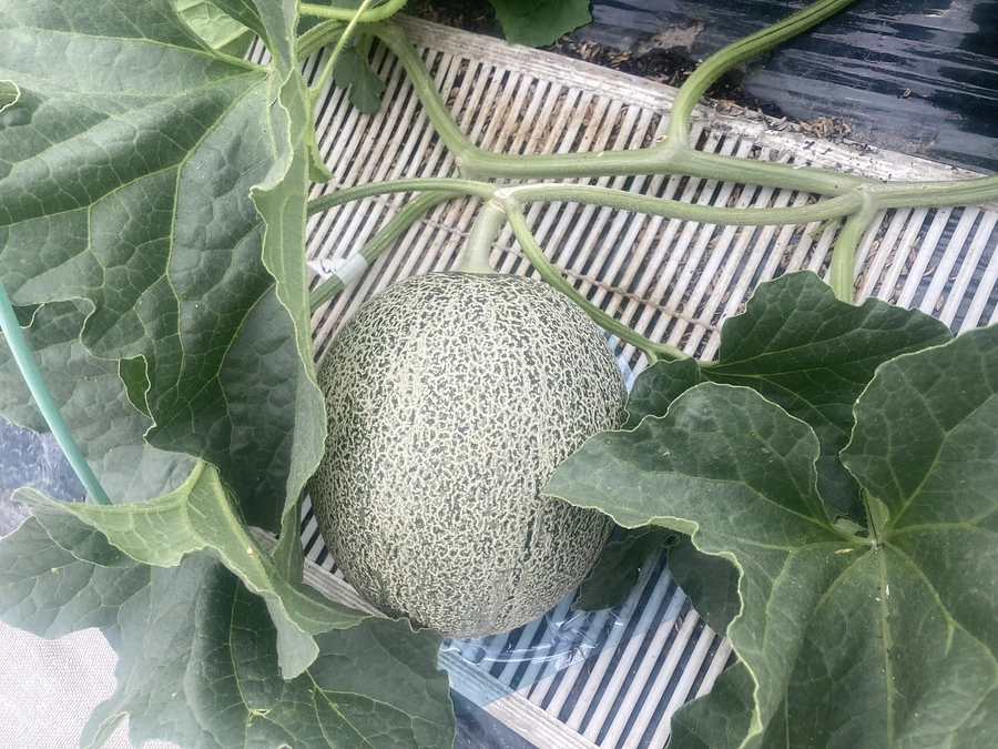 ご支援ありがとうございます。