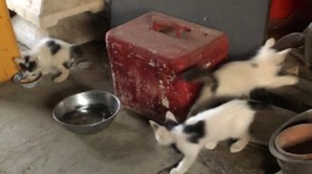 二頭だと思っていた子猫を三頭確認しました