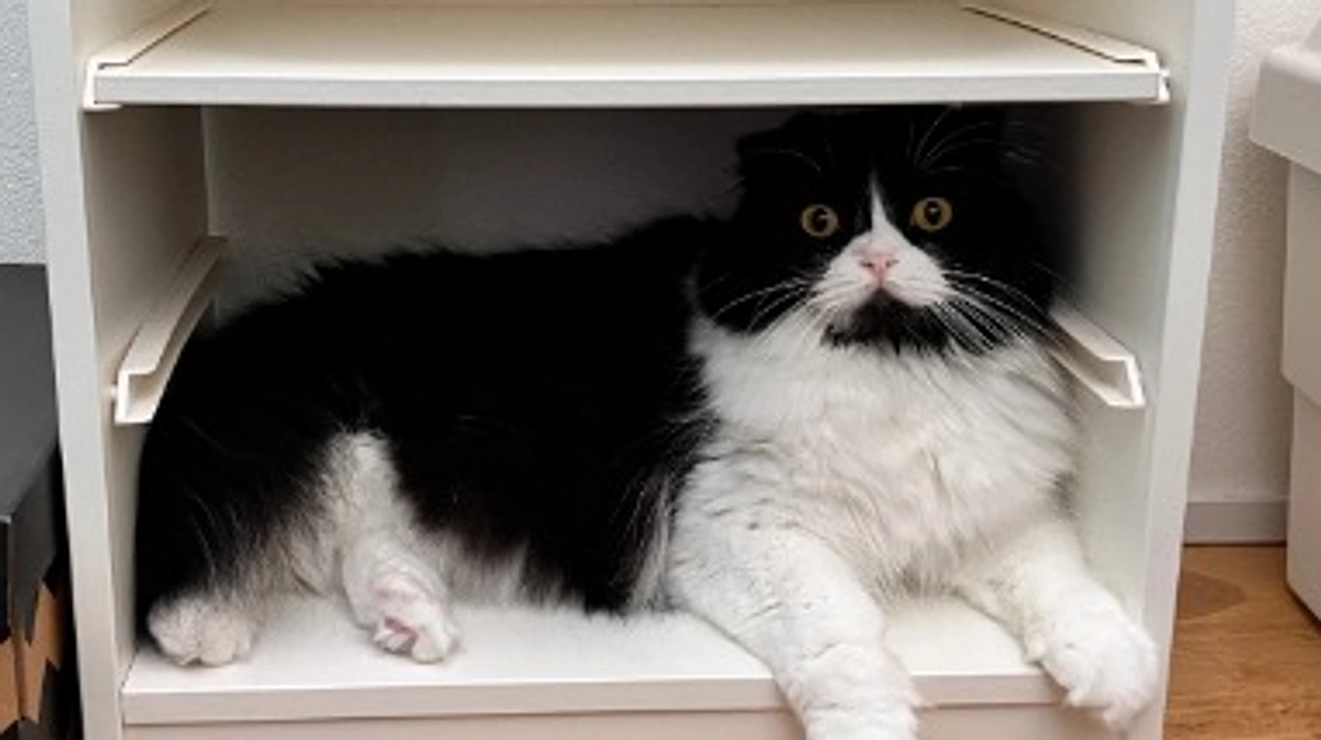 残り24時間をきりました…