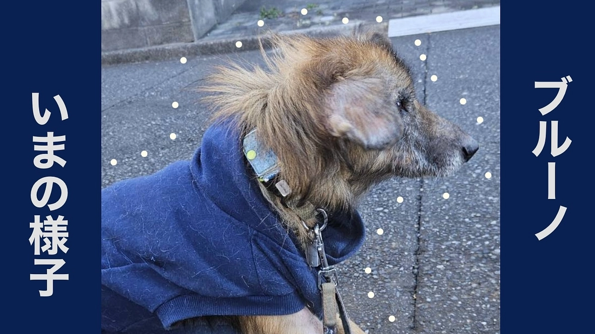 保護犬ブルーノの経過