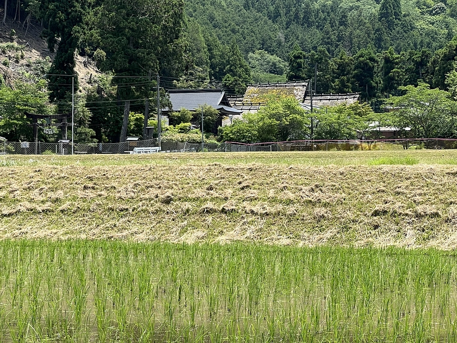 リターンの一品「摩氣米」についてのご紹介