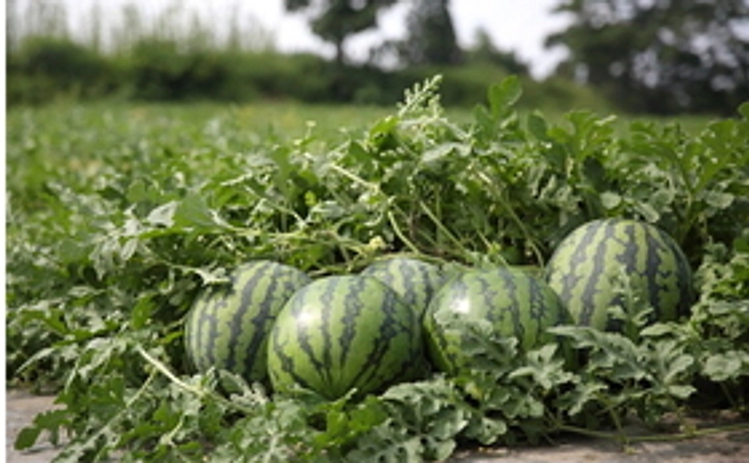 尾花沢大玉スイカ（2個詰め）　約6ｋｇ/個　