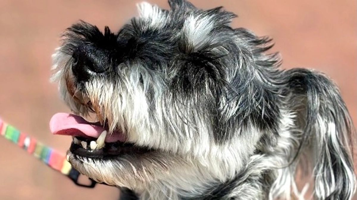 プロジェクト終了のお知らせです。