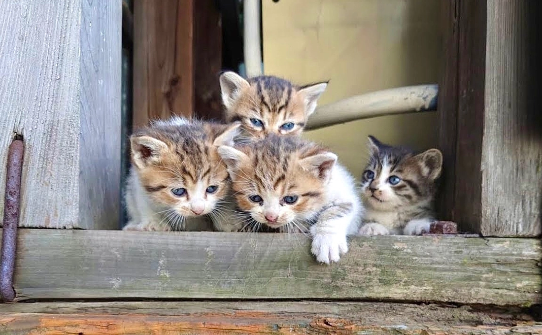 全力応援コース | 1万円