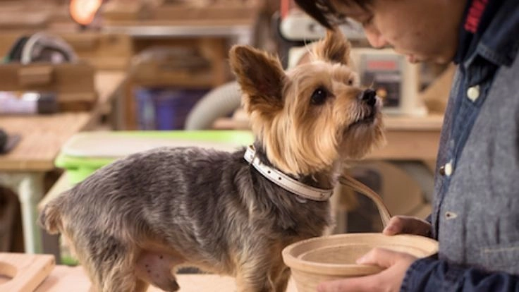 犬との幸せな暮らしをデザインする。犬専門木工房、再建へ。