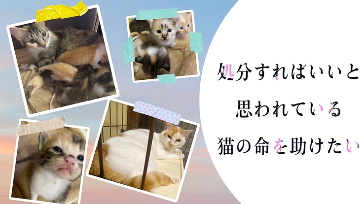 避妊去勢手術をせずに増え処分すればいいと思われている命を助けたい
