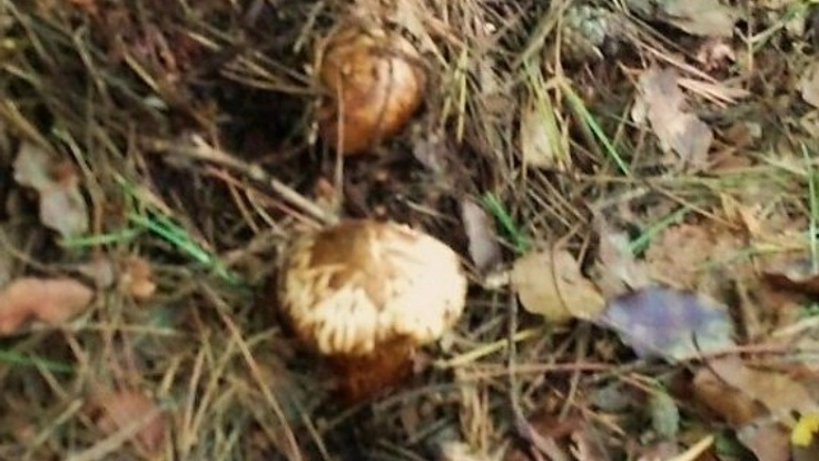 マツタケ山復活！長野の山を人の手で丁寧に整備します！