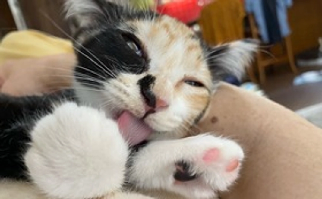 がんばれ！ちこりん（リターン不要）