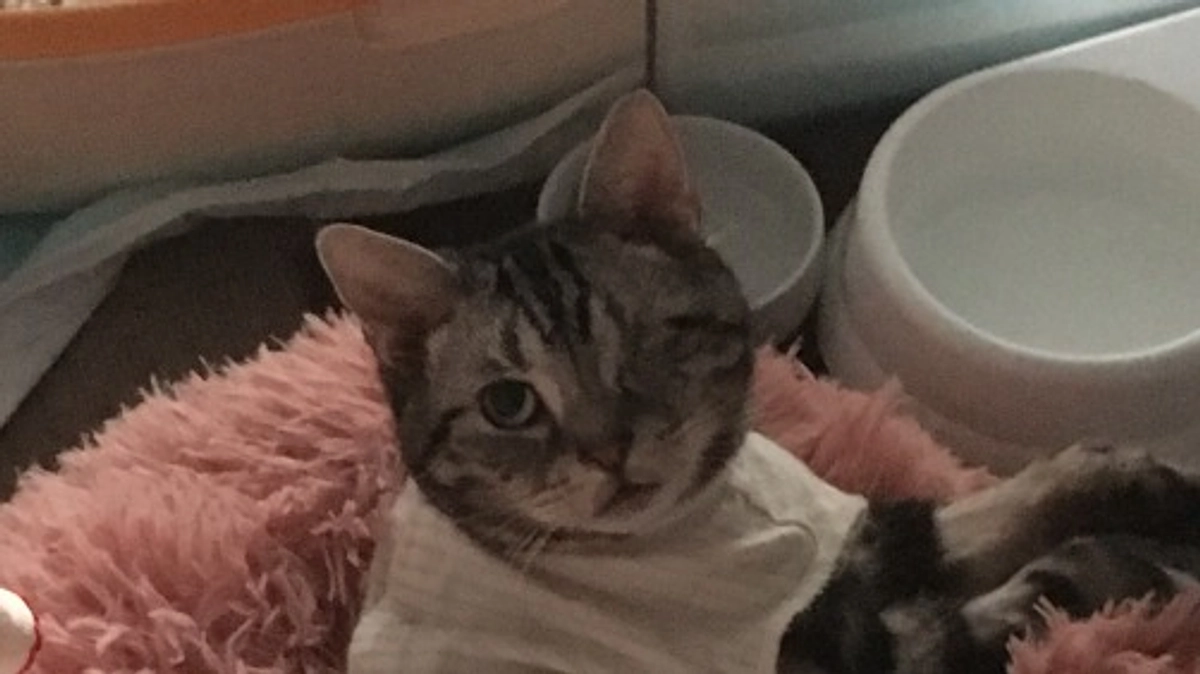 ご飯かと思ったら…