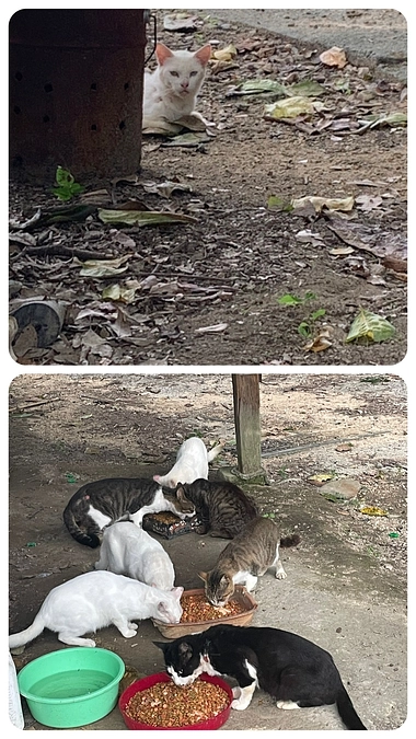 89%到達‼️追加44万で400万達成です。お力をお貸しください🙇‍♀️