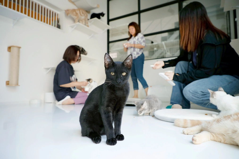 ＼達成率80％突破！＆譲渡型保護猫カフェ兼オープン型保護猫シェルター本格的にオープン／