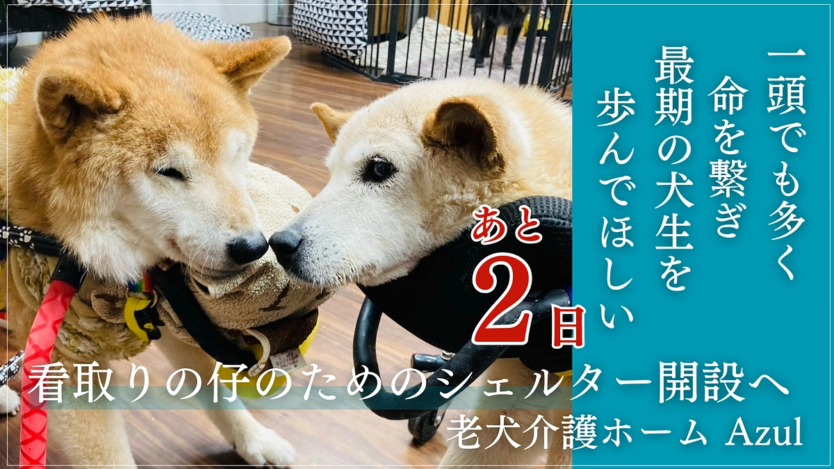 あと2日！看取りボランティアがいらなくなる日が訪れるまで