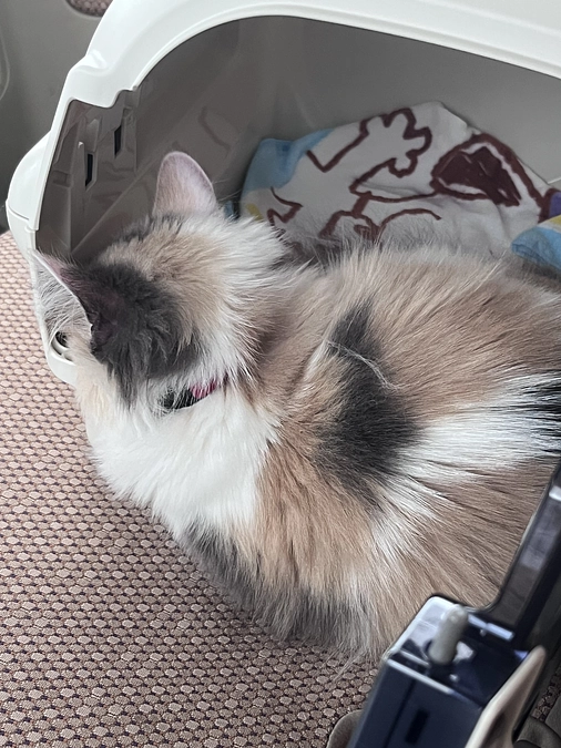 残り7日間＆検診報告