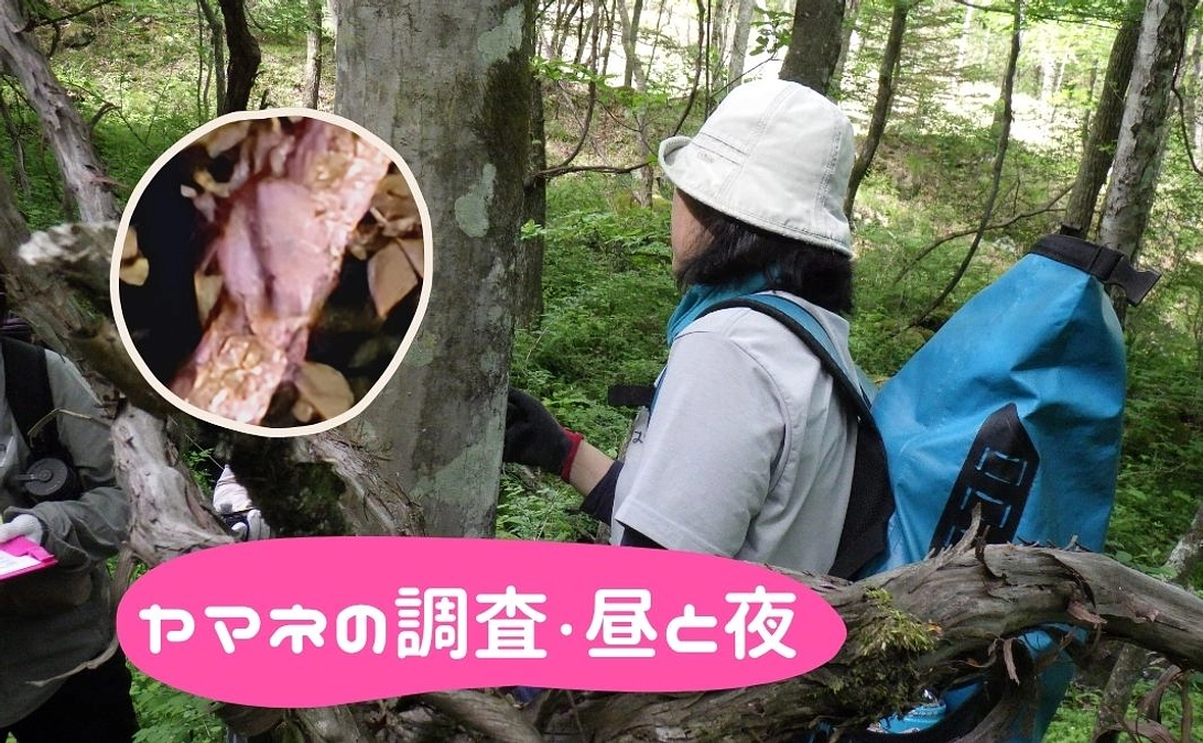🍃【活動の“今”をお届けします】📰八ヶ岳の森で