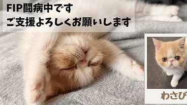 猫伝染性腹膜炎を発症した愛猫『わさび』を助けたい のトップ画像