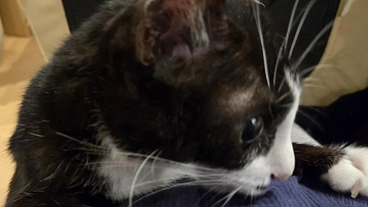 難病FIP（猫伝染性腹膜炎）と闘う　保護猫ハッチのための『ご支援』 のトップ画像