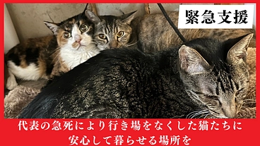 代表の不慮の事故で遺された猫の命を守るため運営・医療費にご支援を のトップ画像