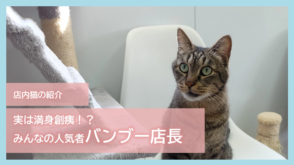 店内猫の紹介｜実は満身創痍！？みんなの人気者バンブー店長！