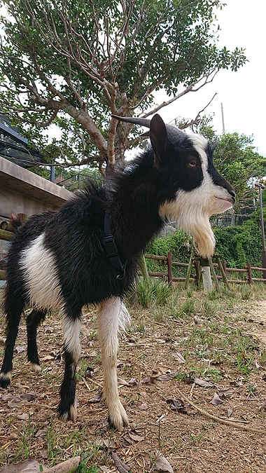 沖縄で１歳の誕生日といえば・・・(思い出話)