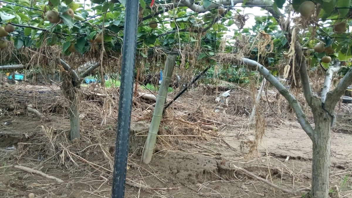 梨畑の中です。すごい土砂でした