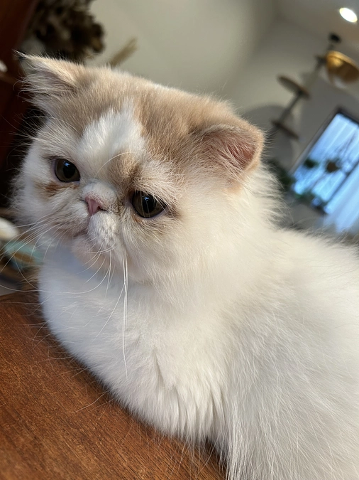 ご協力頂いたのに達成する事が出来ませんでした…本当にすいませんでした…