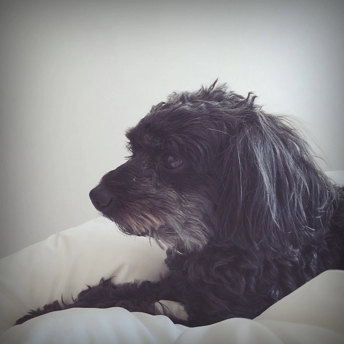 最近のルークの様子