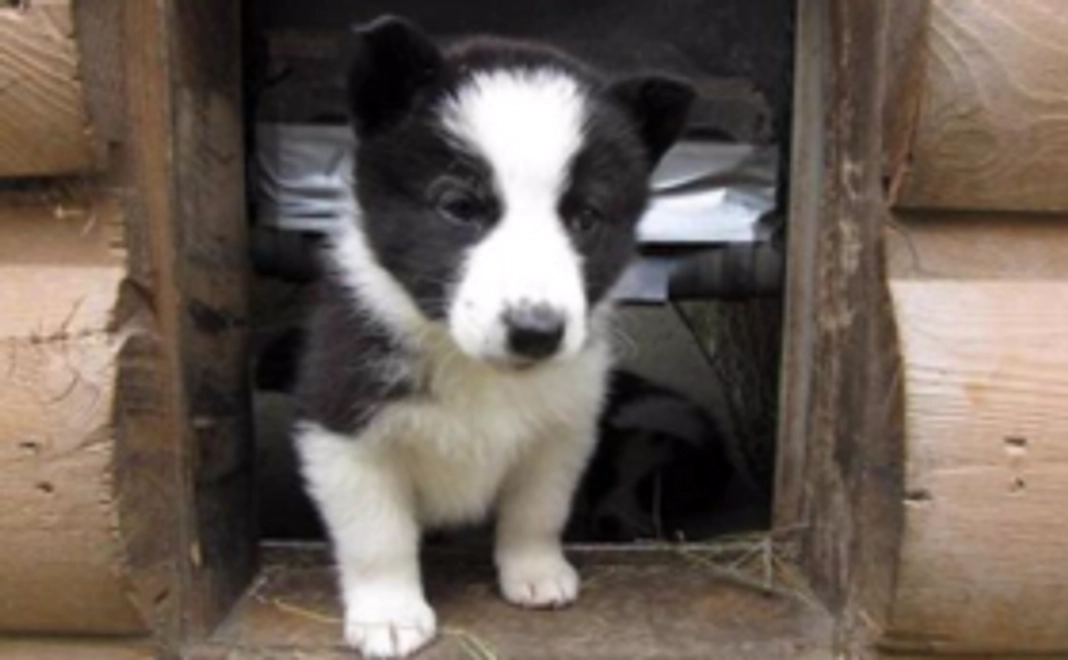 3千円応援コース