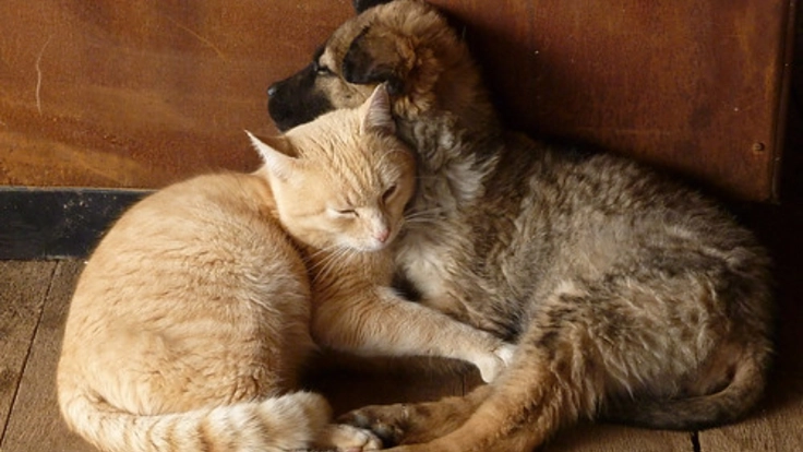 穏やかに最期を迎えられる施設設立ため一般社団法人を立ち上げたい