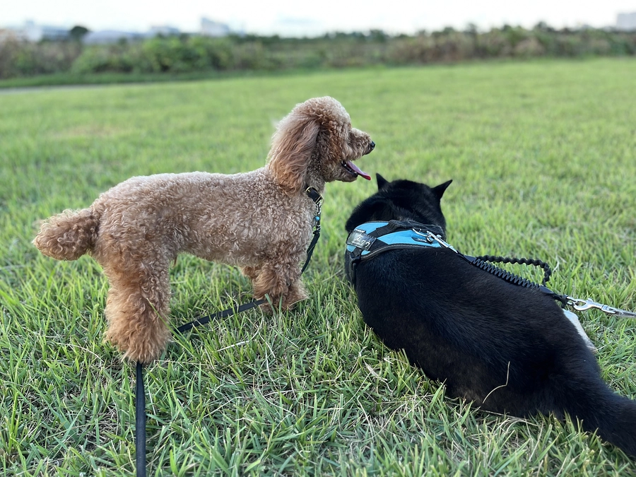 ほんの少し弱音