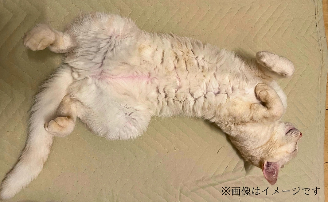 くぅちゃん、見守りコース！