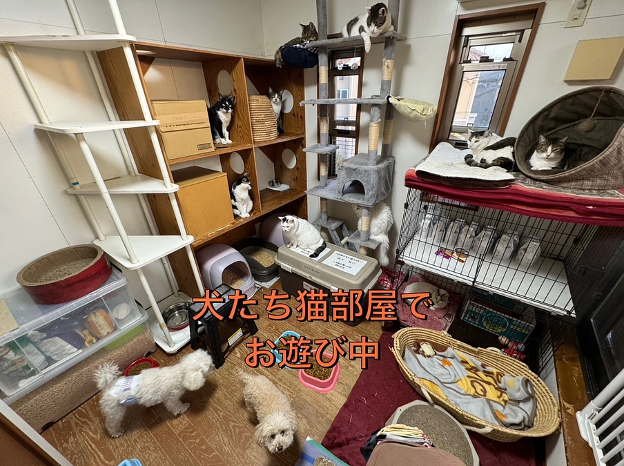 今日のねこひげハウス