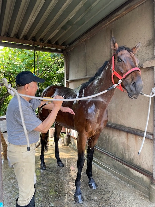 乗馬初心者向けのブログを始めました