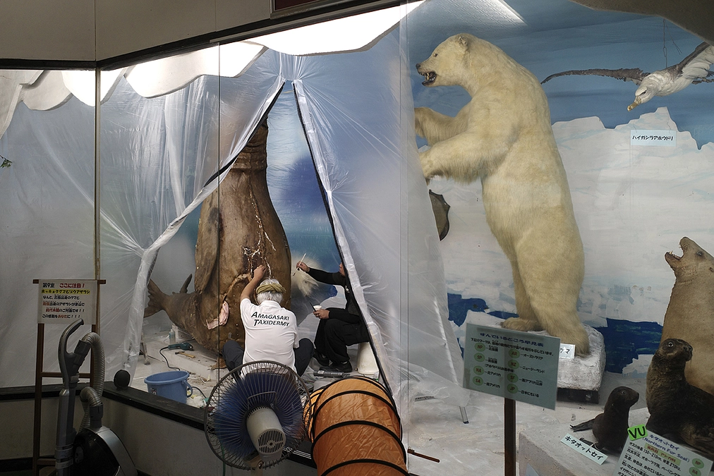 剥製の修復作業が始まりました！