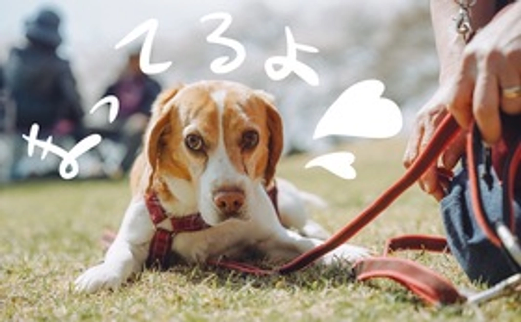 特別なリターン無し　　ただただ応援コース ￥3000~