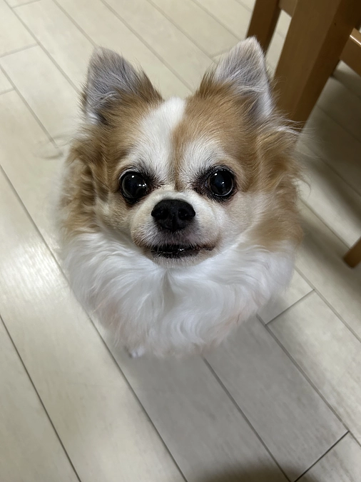 はじめまして🐶